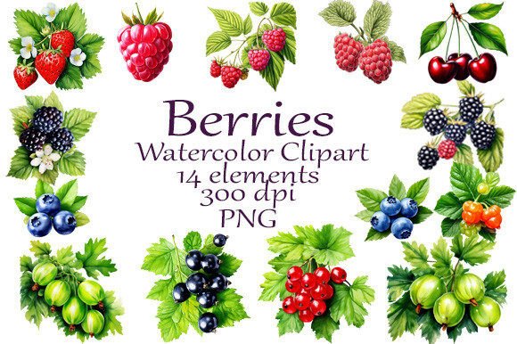 Download Watercolor Clipart Summer Berries - Berries Collection